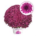 Bild von Bolchrysant  P19 geen kleur Purple